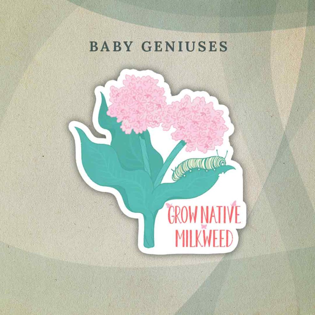 Baby Geniuses: Soft pink milkweed with bright green leaves. A caterpillar is resting on one of the leaves and taking a bite out of it. Under the caterpillar, light red text surrounded by pink butterflies reads “Grow Native Milkweed”.